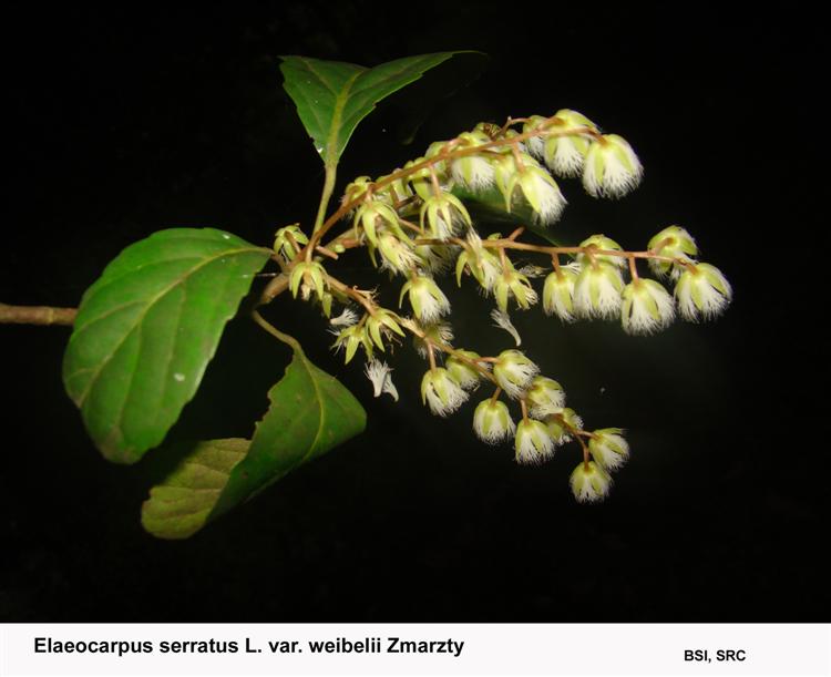 Elaeocarpus serratus L. var. weibelii Zmarzty